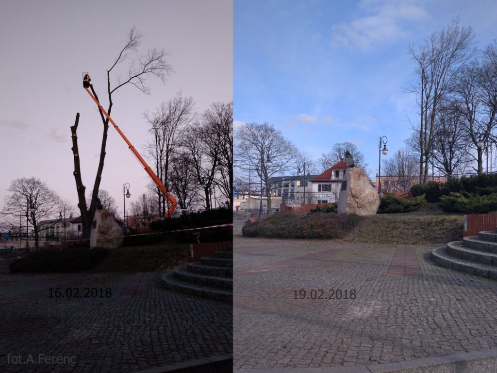 Wycinka starego drzewostanu przy pomniku Żołnierzy Wyklętych Radio Zachód - Lubuskie