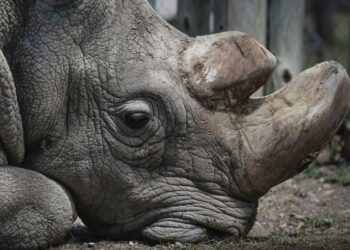 Sudan, ostatni samiec nosorożca białego północnego na świecie, fot. EPA/Dai Kurokawa