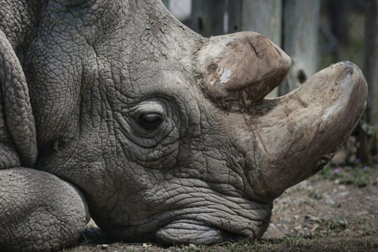 Sudan, ostatni samiec nosorożca białego północnego na świecie, fot. EPA/Dai Kurokawa