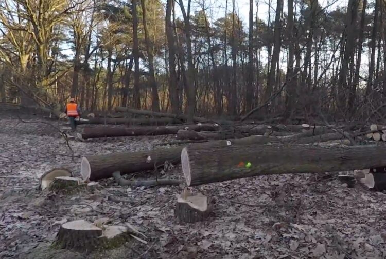 fot. Krzysztof Filmanowicz