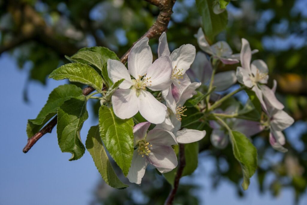 Pszczew posadzi drzewa owocowe przy drogach Radio Zachód - Lubuskie
