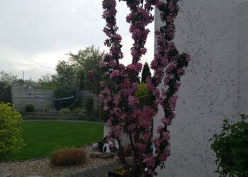 Fot S. Misiak, Ogród Beaty Tokarz