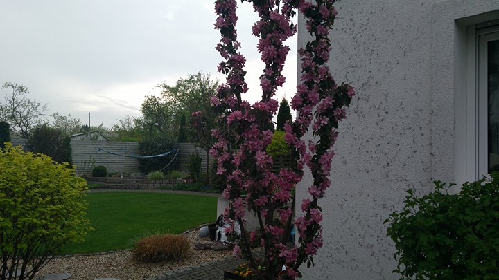 Ogrodowy Zawrót Głowy 6.05.2018 9 Fot S. Misiak, Ogród Beaty Tokarz