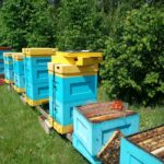 „Apis znaczy pszczoła”- reportaż Elżbiety Wozowczyk-Leszko 11 „Apis znaczy pszczoła”- reportaż Elżbiety Wozowczyk-Leszko Radio Zachód - Lubuskie