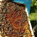 „Apis znaczy pszczoła”- reportaż Elżbiety Wozowczyk-Leszko 14 „Apis znaczy pszczoła”- reportaż Elżbiety Wozowczyk-Leszko Radio Zachód - Lubuskie