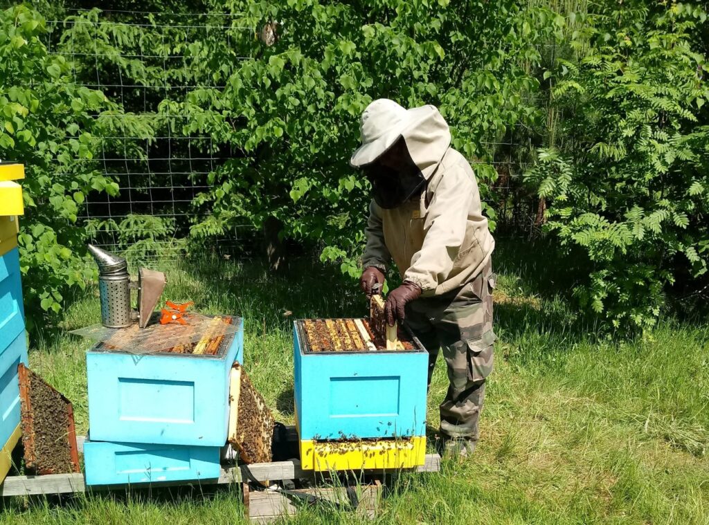 „Apis znaczy pszczoła”- reportaż Elżbiety Wozowczyk-Leszko Radio Zachód - Lubuskie