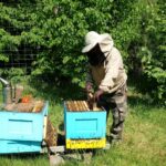 „Apis znaczy pszczoła”- reportaż Elżbiety Wozowczyk-Leszko 12 „Apis znaczy pszczoła”- reportaż Elżbiety Wozowczyk-Leszko Radio Zachód - Lubuskie