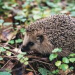 Zielona Góra świętuje niepodległość Radio Zachód - Lubuskie