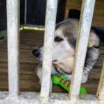 W wakacje liczba porzuconych psów rośnie 12 W wakacje liczba porzuconych psów rośnie Radio Zachód - Lubuskie