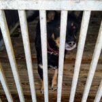 W wakacje liczba porzuconych psów rośnie 11 W wakacje liczba porzuconych psów rośnie Radio Zachód - Lubuskie