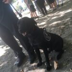 Celnicy pokazali co przywozimy z wakacji Radio Zachód - Lubuskie