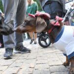 Przemarsz na czterech łapach Radio Zachód - Lubuskie