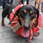 Przemarsz na czterech łapach Radio Zachód - Lubuskie