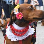 Przemarsz na czterech łapach Radio Zachód - Lubuskie