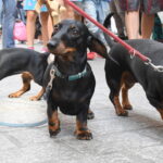 Przemarsz na czterech łapach Radio Zachód - Lubuskie