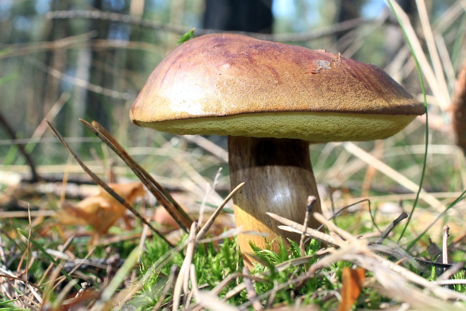 W lubuskich lasach nie ma grzybów Radio Zachód - Lubuskie