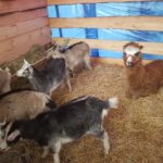 Bożonarodzeniowa żywa szopka na deptaku [GALERIA] Radio Zachód - Lubuskie