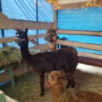 Bożonarodzeniowa żywa szopka na deptaku [GALERIA] Radio Zachód - Lubuskie