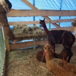 Bożonarodzeniowa żywa szopka na deptaku [GALERIA] Radio Zachód - Lubuskie