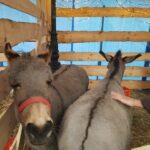 Bożonarodzeniowa żywa szopka na deptaku [GALERIA] Radio Zachód - Lubuskie