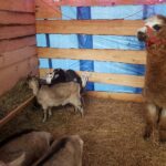 Bożonarodzeniowa żywa szopka na deptaku [GALERIA] Radio Zachód - Lubuskie