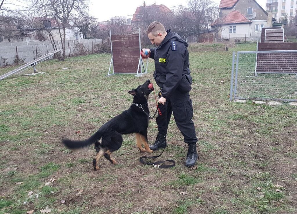 Kolejny owczarek w szeregach zielonogórskiej policji Radio Zachód - Lubuskie