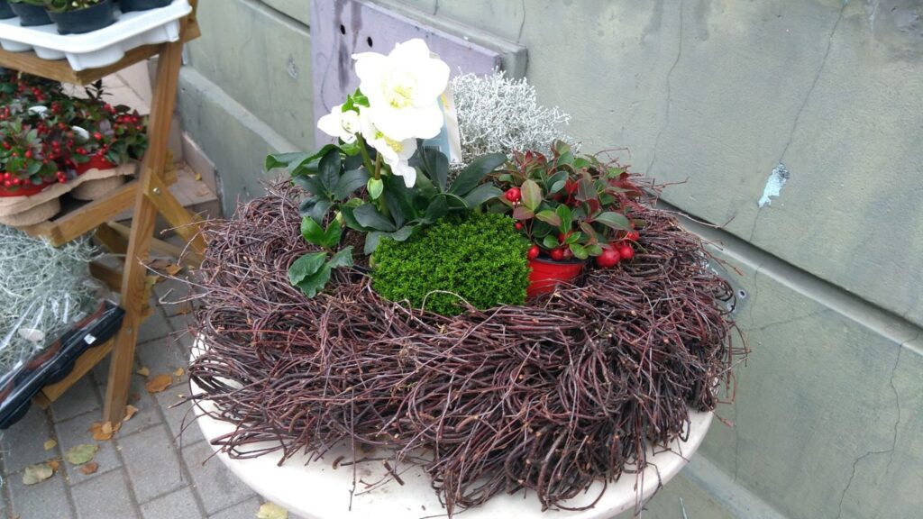 Ogrodowy Zawrót Głowy 2.12.2018 Ogrodowy Zawrót Głowy 2.12.2018 Radio Zachód - Lubuskie