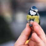 "Przy karmniku" Radio Zachód - Lubuskie