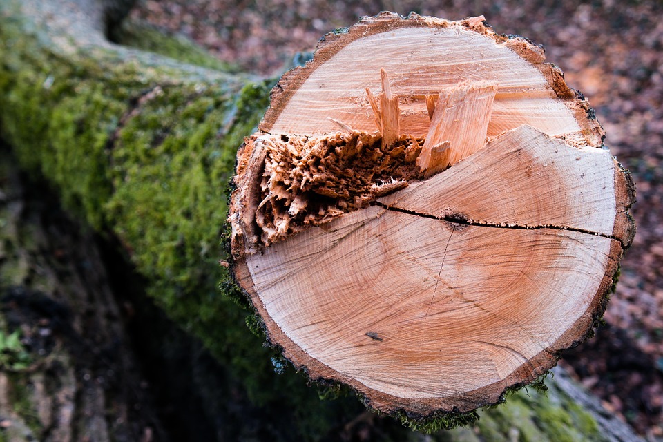 Legalnie wycinają drzewa Radio Zachód - Lubuskie