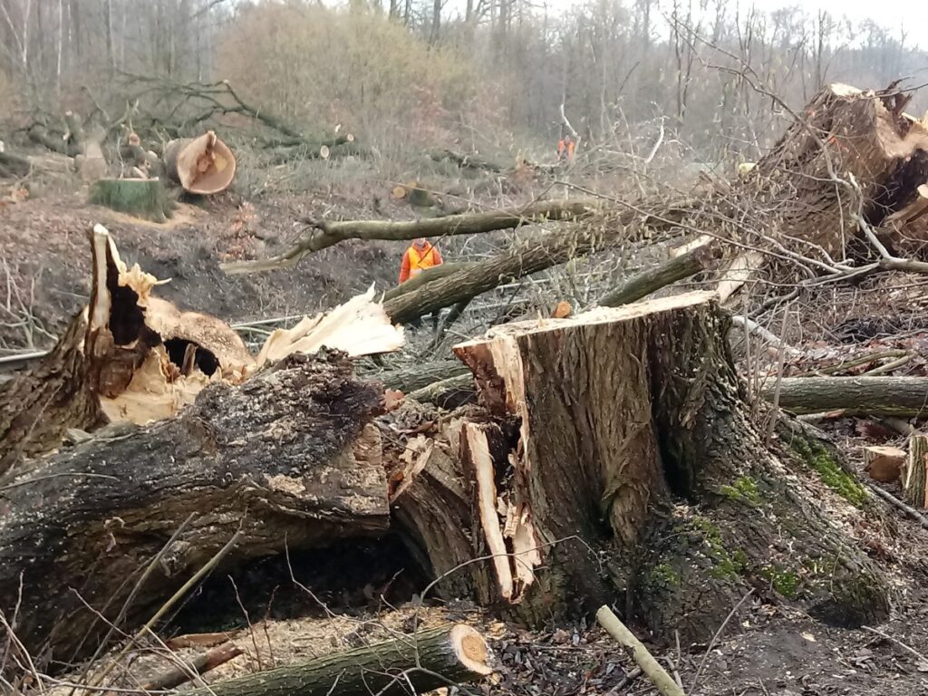 Drzewa niezgody Drzewa niezgody Radio Zachód - Lubuskie
