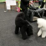 Międzynarodowa psia wystawa Radio Zachód - Lubuskie