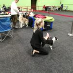 Międzynarodowa psia wystawa Radio Zachód - Lubuskie