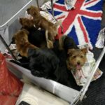 Międzynarodowa psia wystawa Radio Zachód - Lubuskie