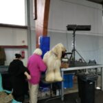 Międzynarodowa psia wystawa Radio Zachód - Lubuskie