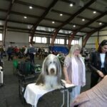 Międzynarodowa psia wystawa Radio Zachód - Lubuskie