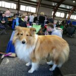 Międzynarodowa psia wystawa Radio Zachód - Lubuskie