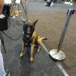 Międzynarodowa psia wystawa Radio Zachód - Lubuskie