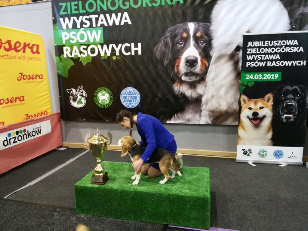 Międzynarodowa psia wystawa Radio Zachód - Lubuskie