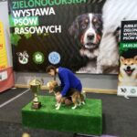 Międzynarodowa psia wystawa Radio Zachód - Lubuskie