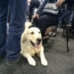 Międzynarodowa psia wystawa Radio Zachód - Lubuskie