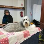 Międzynarodowa psia wystawa Radio Zachód - Lubuskie