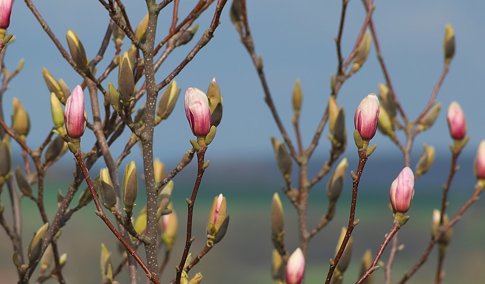 Kupujemy byliny, drzewa i krzewy owocowe oraz magnolie Radio Zachód - Lubuskie