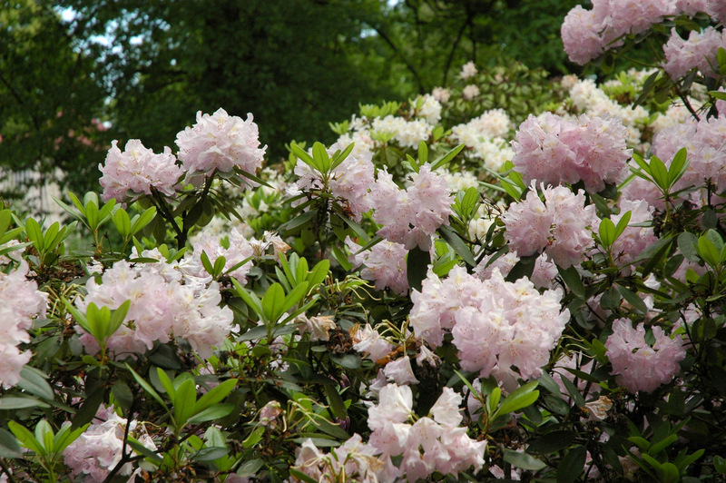 Najpiękniej w maju w Lubuskiem - Iłowa w rododendronach Radio Zachód - Lubuskie