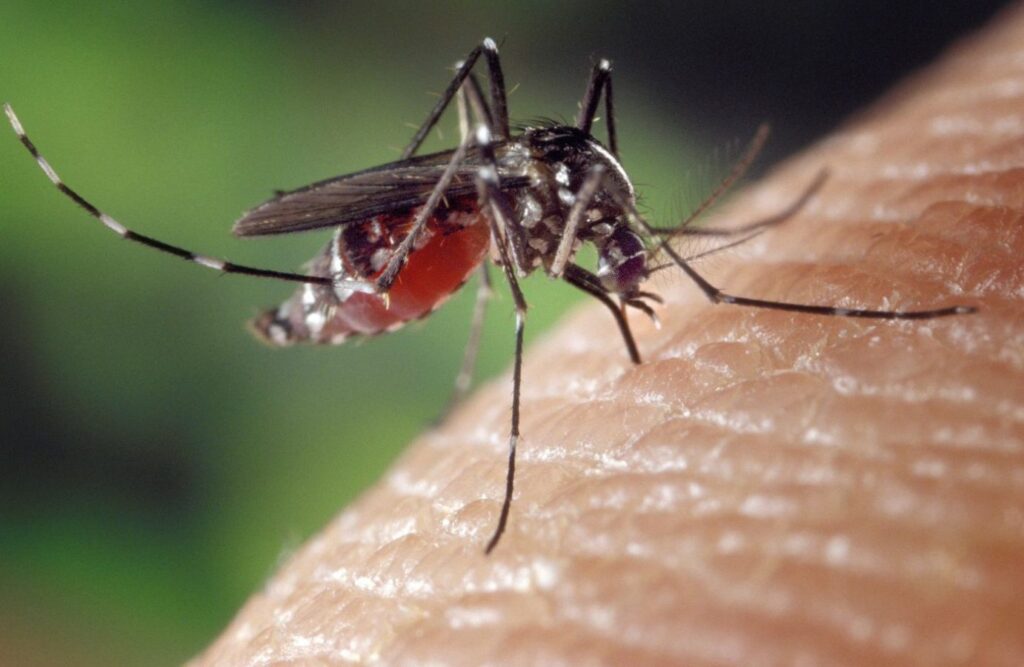 Wszystko, czego nie chcecie wiedzieć o komarach Radio Zachód - Lubuskie