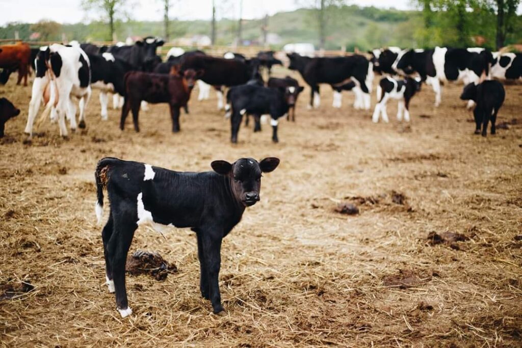 GIW: krowy z Deszczna - bez opieki Radio Zachód - Lubuskie