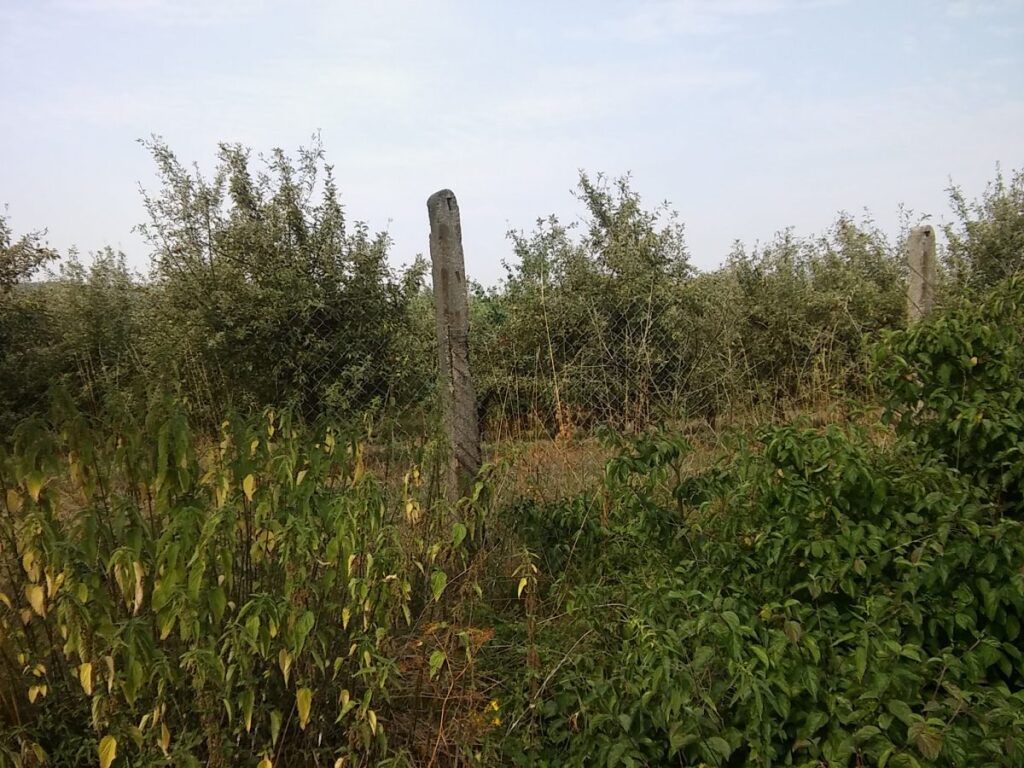 Susza w lubuskich sadach Susza w lubuskich sadach Radio Zachód - Lubuskie