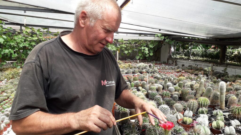 Ponad 400 tysięcy kaktusów w Żaganiu Radio Zachód - Lubuskie
