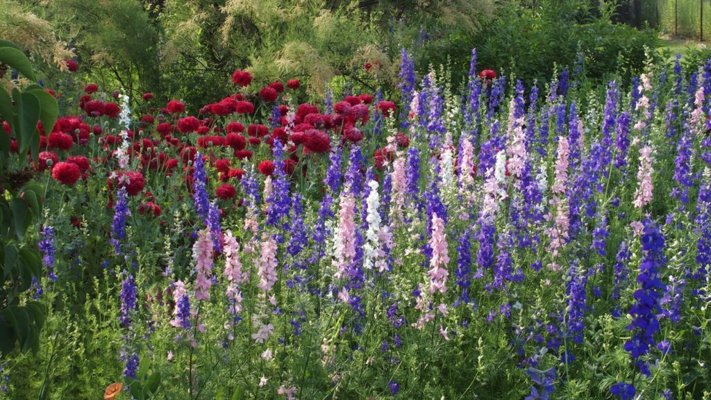 Ogrodowy Zawrót Głowy 7.07.2019 Ogrodowy Zawrót Głowy 7.07.2019 Radio Zachód - Lubuskie