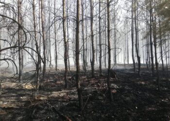 fot. PSP Zielona Góra