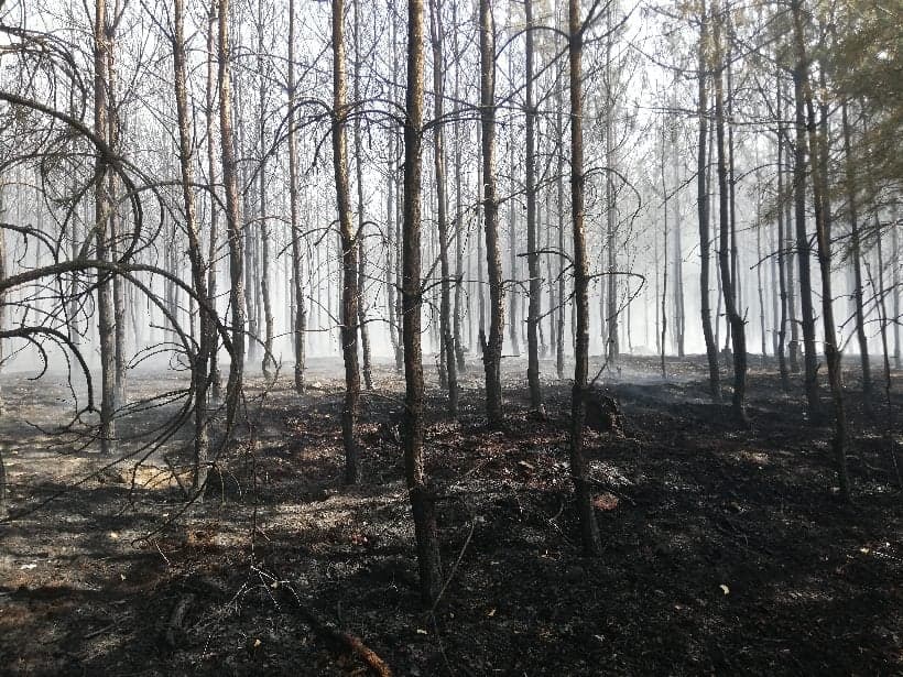 Mniejsze zagrożenie pożarami w lasach Radio Zachód - Lubuskie